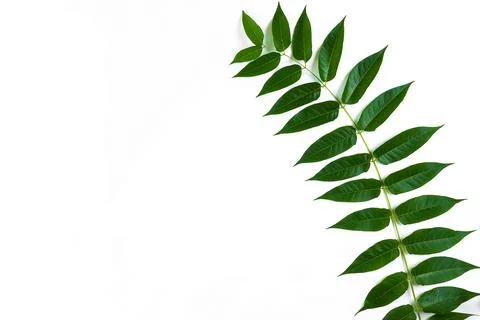 Green leaf branches on white background. flat lay, top view Stock Photos