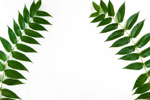 Green leaf branches on white background. flat lay, top view Stock Photos