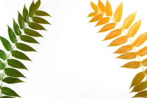 Green leaf branches on white background. flat lay, top view. Sun Flare Stock Photos