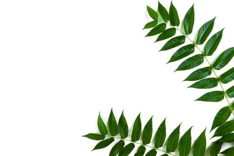 Green leaf branches on white background. flat lay, top view Stock-Fotos