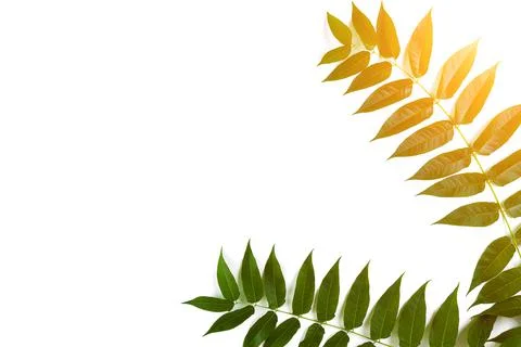 Green leaf branches on white background. flat lay, top view. Sun Flare Stock Photos