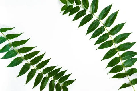 Green leaf branches on white background. flat lay, top view Stock Photos