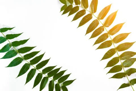 Green leaf branches on white background. flat lay, top view. Sun Flare Stock Photos