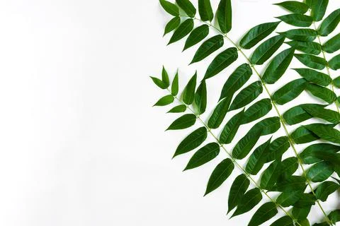 Green leaf branches on white background. flat lay, top view 스톡 사진