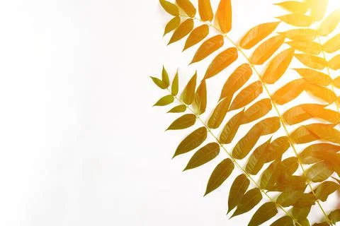 Green leaf branches on white background. flat lay, top view. Sun Flare Stock Photos