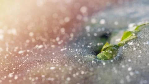 Green leaf breaks through the ice. Concept - insuperable. Winter background Fotos Stock
