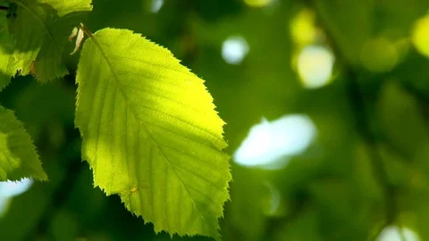 Green leaf in the breeze illuminated by sumer sunlight Stock Footage 98678288