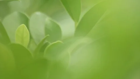 Green leaf in bright day light macro soft focus background Stock Footage 93995300