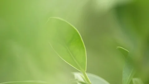 Green leaf in bright day light macro soft focus background Stock Footage 93995686