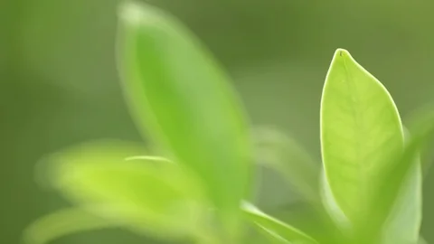 Green leaf in bright day light macro soft focus background Stock Footage 93995690
