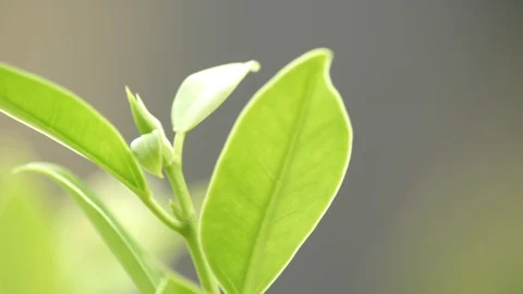 Green leaf in bright day light macro soft focus background Stock Footage 93997041