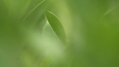 Green leaf in bright day light macro soft focus background Stock Footage 93997156