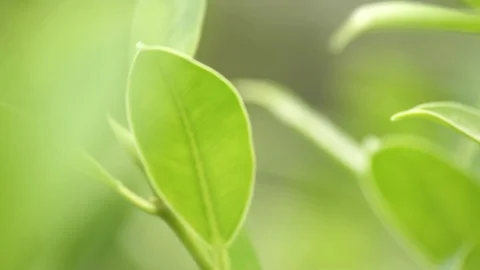 Green leaf in bright day light macro soft focus background Stock Footage 93997706