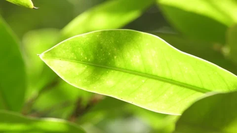 Green leaf in bright day light freshness background Stock Footage 94149115