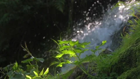 Green leaf is brightly illuminated by ray of sun. Stock Footage 146729138