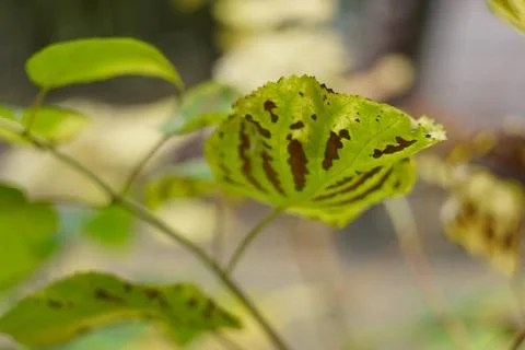 Green leaf with brown hydrangea veins on shrub branch close-up in autumn or.. Fotos de archivo