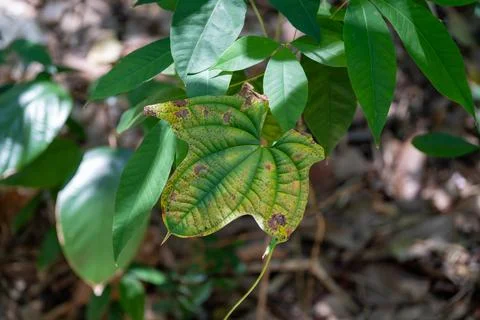 Green leaf with brown spots and veining Stock Photos