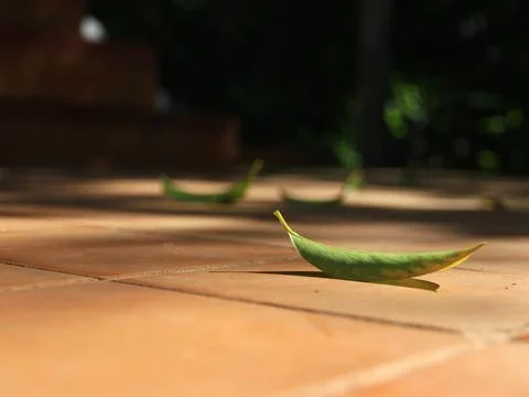 A green leaf on a brown tiled background with shadowed by sunlight. 스톡 사진