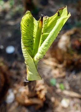 A green leaf with a brown tip Stock Photos