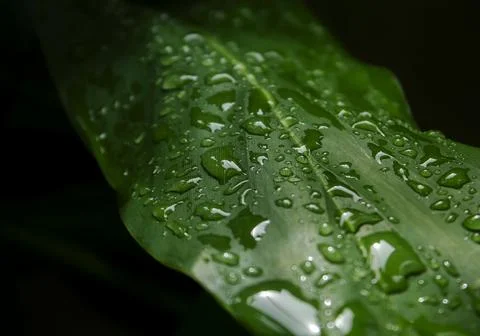 Green leaf with bubble drop water on leaves Stock Photos