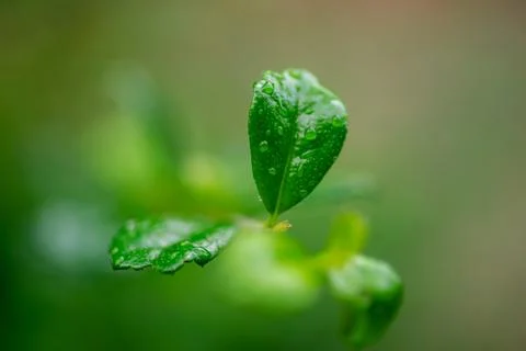 Green leaf with bubble drop water on leaves dark blurred background, Stock Photos