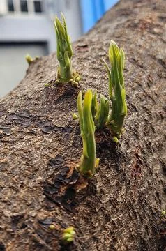 Green leaf buds on the trunk of an avocado tree Stock Photos