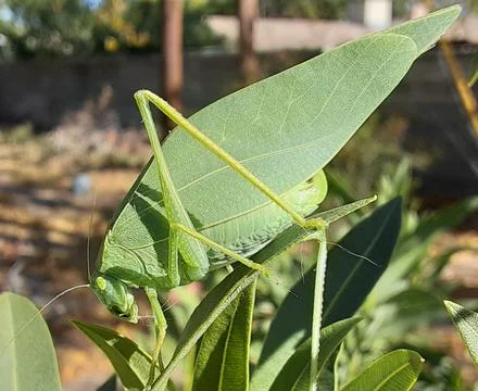 A green leaf bug on the leaves Stock Photos