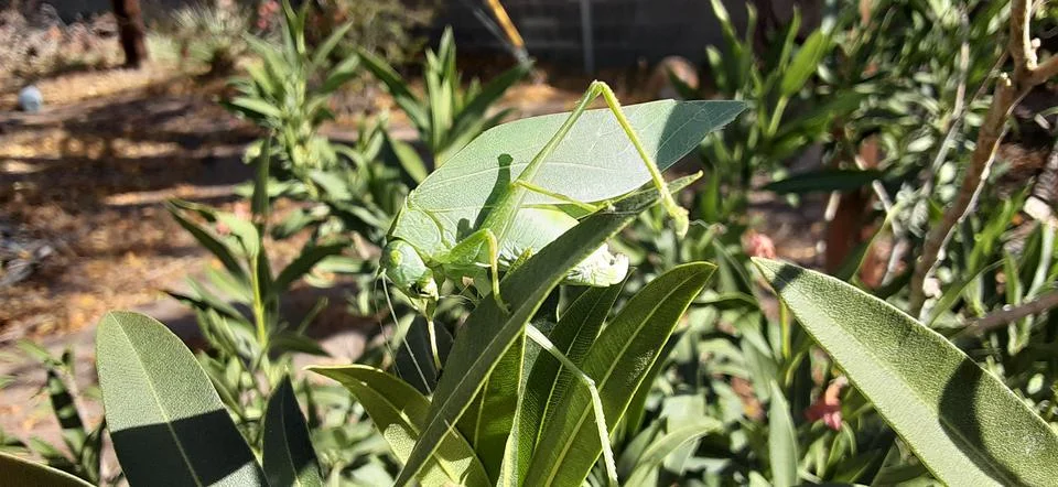 A green leaf bug on the leaves Stock Photos