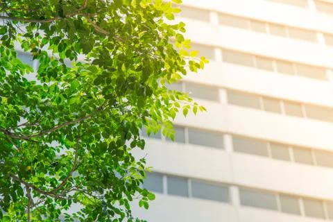 Green leaf with building background and sun light effect,nature city concept. Fotos de archivo