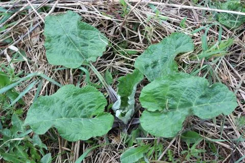 Green leaf burdock Stock Photos