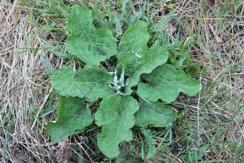 Green leaf burdock Stock Photos
