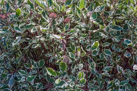 Green leaf bush background, leaf of Banyan Tree Ficus annulata Blume Stock Photos