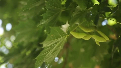 Green Leaf Camera Rotate 1 動画素材 113156844