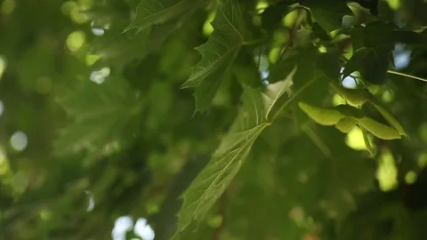 Green Leaf Camera Rotate 2 動画素材 113156860