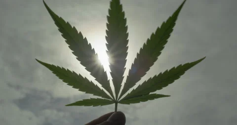 Green leaf of cannabis rotating in human fingers against sky background Stock Footage 162343459