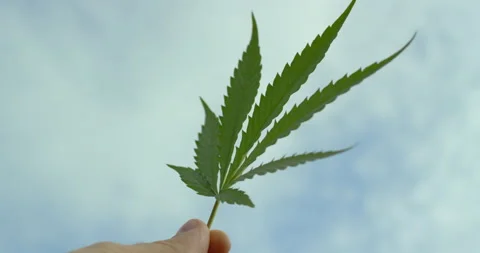 Green leaf of cannabis rotating in human fingers against sky background Stock Footage 162602216