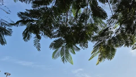 Green leaf canopy Vídeo Stock 331107710