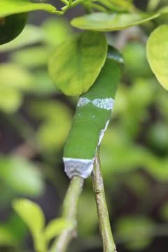 Green leaf caterpillar Stock Photos