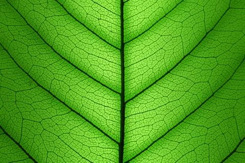 Green Leaf cell structure background - macro texture Stock Photos
