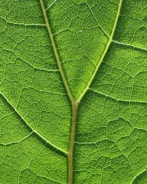 Green leaf cell texture pattern Stock Photos
