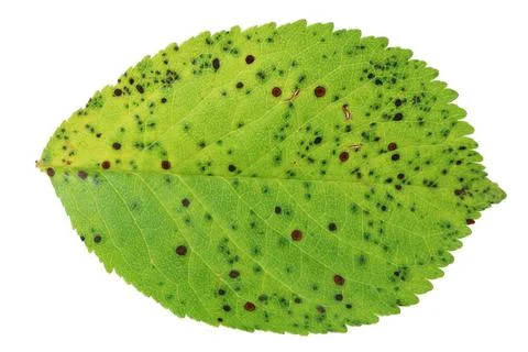 Green leaf of cherry tree in dots from fungal disease isolated Green leaf ... Stock Photos