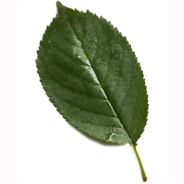 Green leaf of cherry tree on white Stock Photos