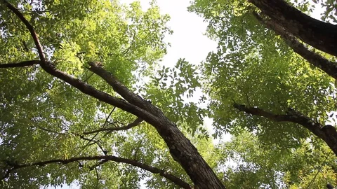 Green Leaf of Cinnamomum camphora tree Video stock 129042365