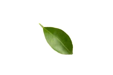 Green leaf of citrus tree isolated on white background Stock Photos