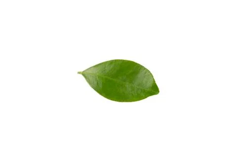 Green leaf of citrus tree isolated on white background Stock Photos