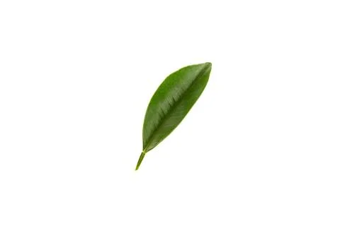 Green leaf of citrus tree isolated on white background Stock Photos