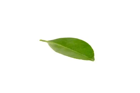 Green leaf of citrus tree isolated on white background Stock Photos