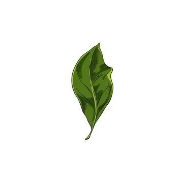 Green leaf of citrus tree neroli, vector illustration on isolated background. Illustrazione stock