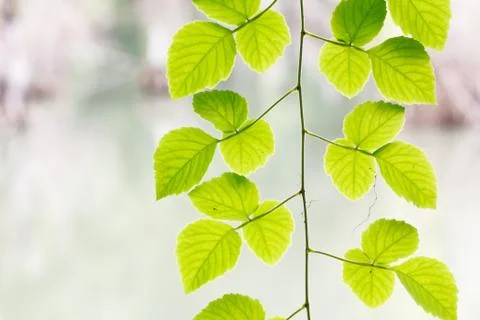 Green leaf climber Stock Photos