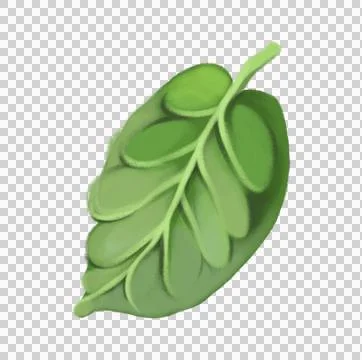Green leaf, clipart leaf, botanical element, tea leaf, foliage illustration Stock Illustration